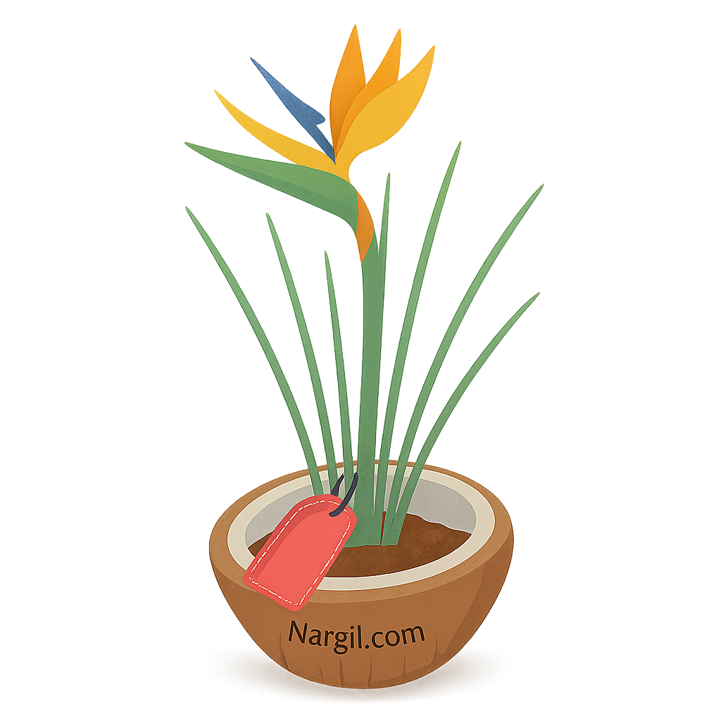  Nargil - Rush-leaved Strelitzia